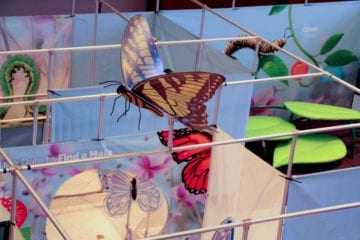 <center>Amazing Butterflies</center>