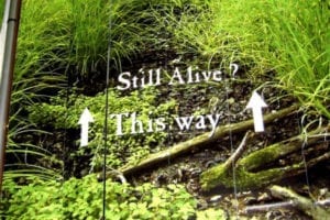 42_StillAlive