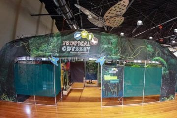 Can you survive as a wild butterfly? Do your odds increase in a farmed setting? Discover sustainable rainforest practices, rescue caterpillars, help feed them, and fly through the rainforest canopy.