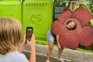 12.MB.Rafflesia.IMG_1743